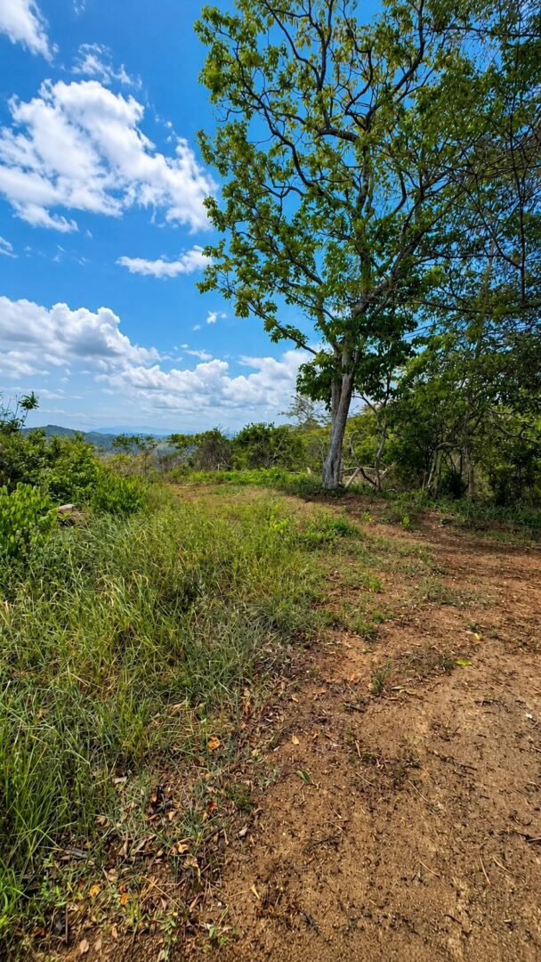 Guanacaste Tempate
